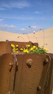 The flowers even grow in the old gun emplacement in the middle of Big Dune