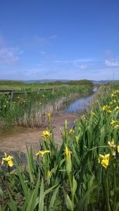 Yellow Irises on the Marshes along the way