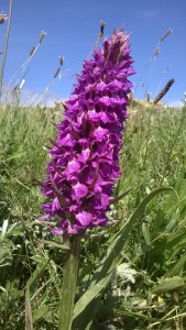 If you're a fan of orchids you will find them carpeting areas of the dunes and plenty of variety.