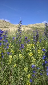 Wild Flowers in abundance May June July depending on the weather